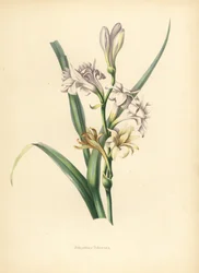 Tuberosa, Polianthes tuberosa